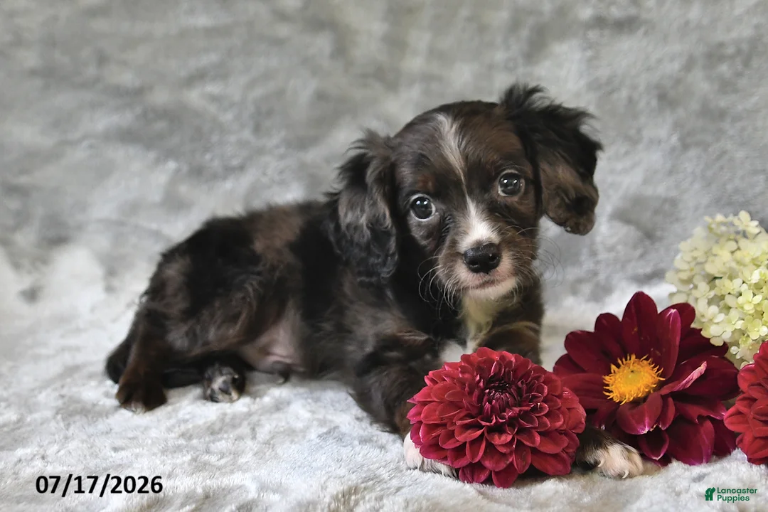 Cavapoo dogs for sale: Karson - Ad 2