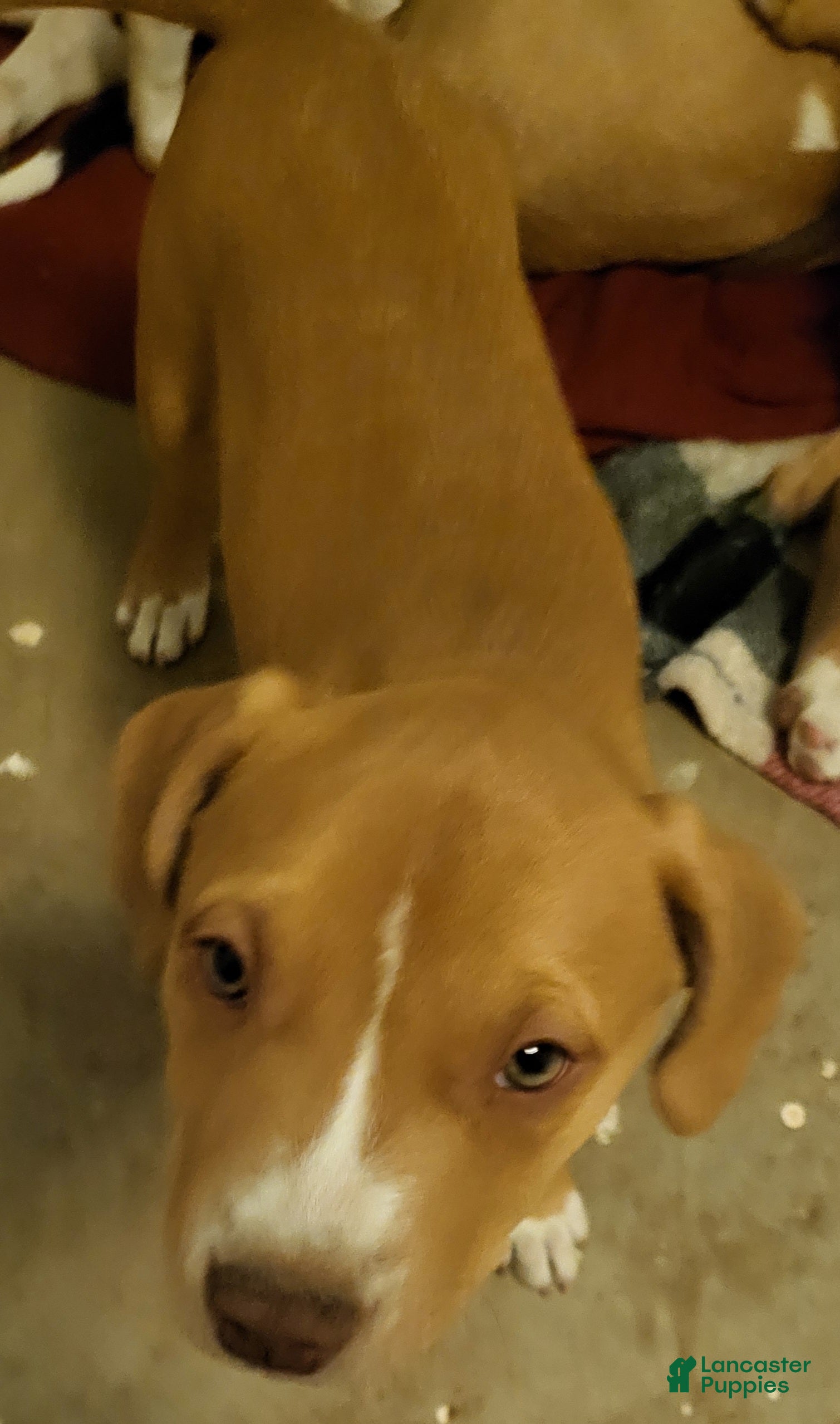 Mixed Breed dogs Aran - Ad 33