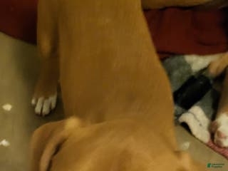 Mixed Breed dogs Aran - Ad 33