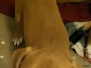 Mixed Breed dogs Aran - Ad 11