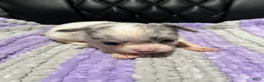 Chihuahua 4