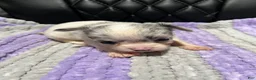Chihuahua dogs for sale: Chihuahua 4 - Ad 1