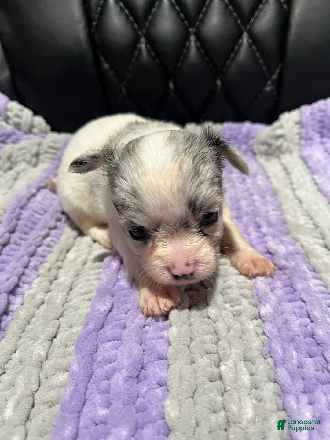 Chihuahua dogs for sale: Chihuahua 4 - Ad 1