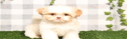 Shih Tzu dogs for sale: Nicole - Ad 1