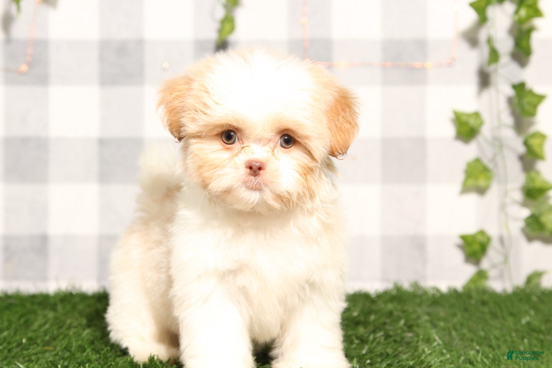 Shih Tzu dogs for sale: Nicole - Ad 1