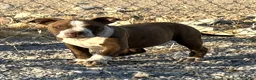 American Bully dogs for sale: "SNOOP DOGG" CHOCOLATE TICKED - Ad 3