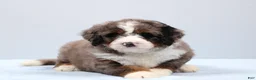 Mini Bernedoodle dogs for sale: Frisco  - Ad 10