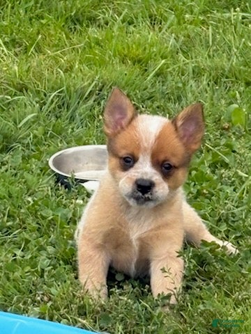 Australian Cattle Dog