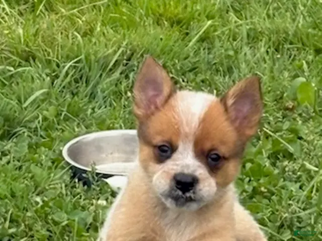 Australian Cattle Dog dogs for sale: Simon Jr. - Ad 1