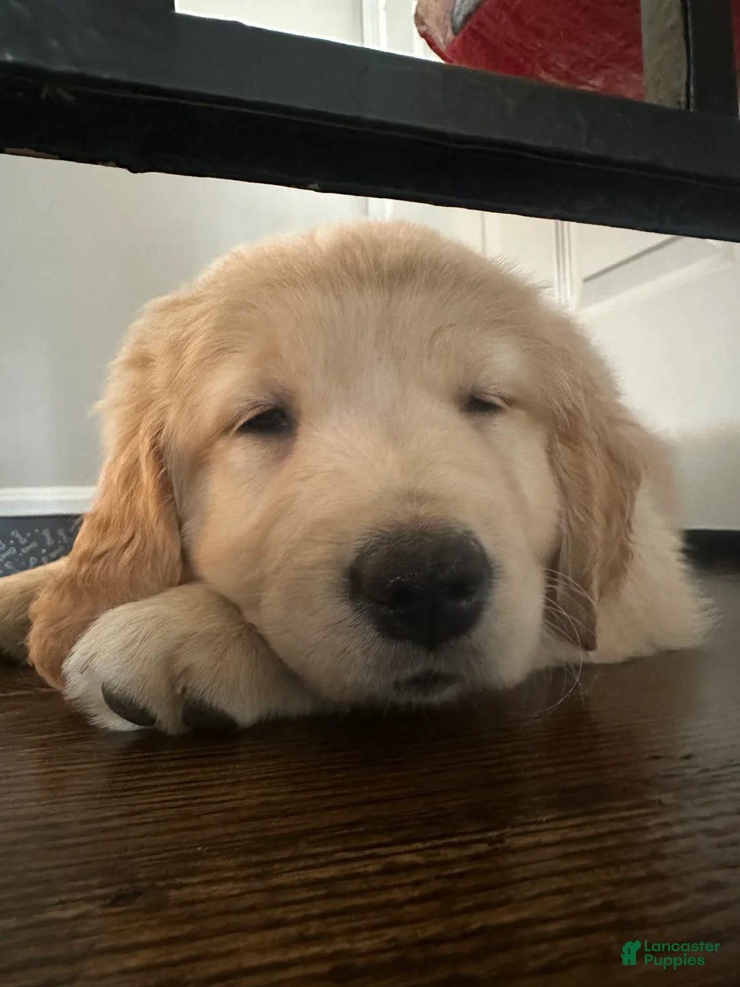 Golden Retriever dogs for sale: Golden Retriever Puppy “Cleo”  - Ad 2