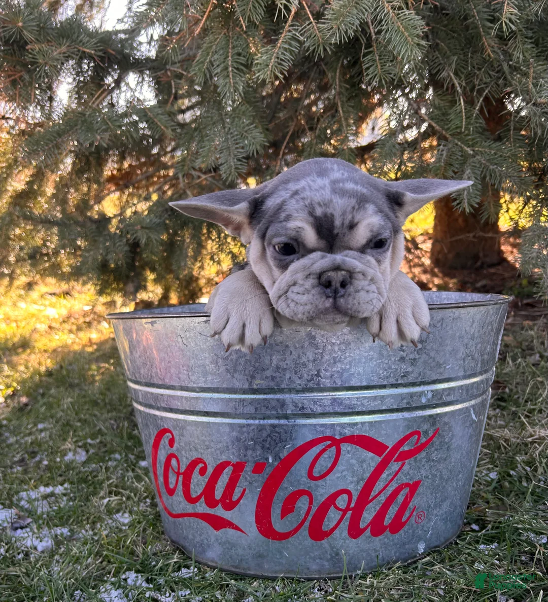 French Bulldog dogs for sale: Frankie - Ad 3