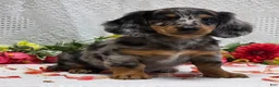 Miniature Dachshund dogs for sale: Romeo - Ad 3