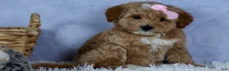 Mini Goldendoodle dogs for sale: 🐾 Meet Nixie – F2B Mini Goldendoodle Puppy 🐾 - Ad 11