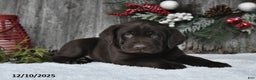 Labrador Retriever dogs for sale: Otis - Ad 3
