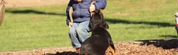 Rottweiler dogs for sale: Rottweiler 1 - Ad 4