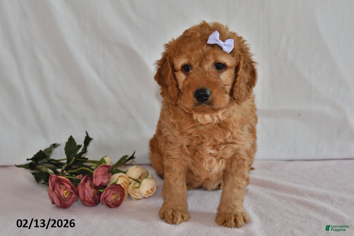 Mini Goldendoodle dogs Letty - Ad 2