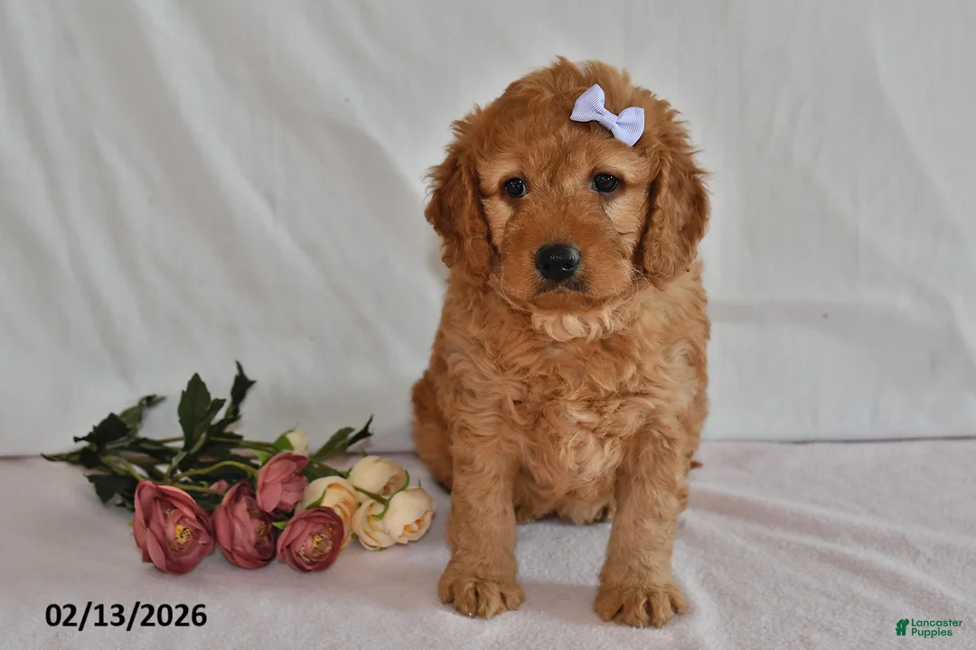 Mini Goldendoodle dogs for sale: Letty - Ad 2