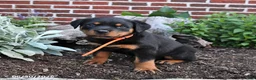 Rottweiler dogs for sale: Blossom - Ad 3