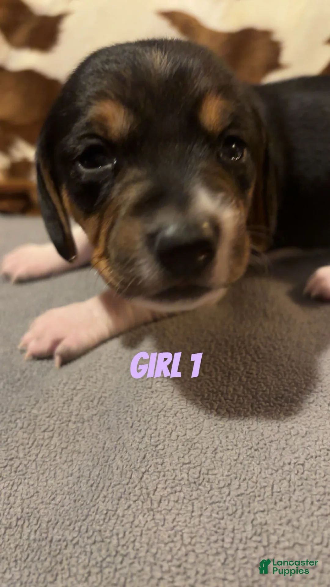 Beagle dogs for sale: Beagle 3 - Ad 1
