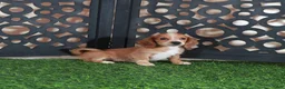 Miniature Dachshund dogs for sale: Jasmine Beautiful Red/white Mini Dachshund Puppy - Ad 4