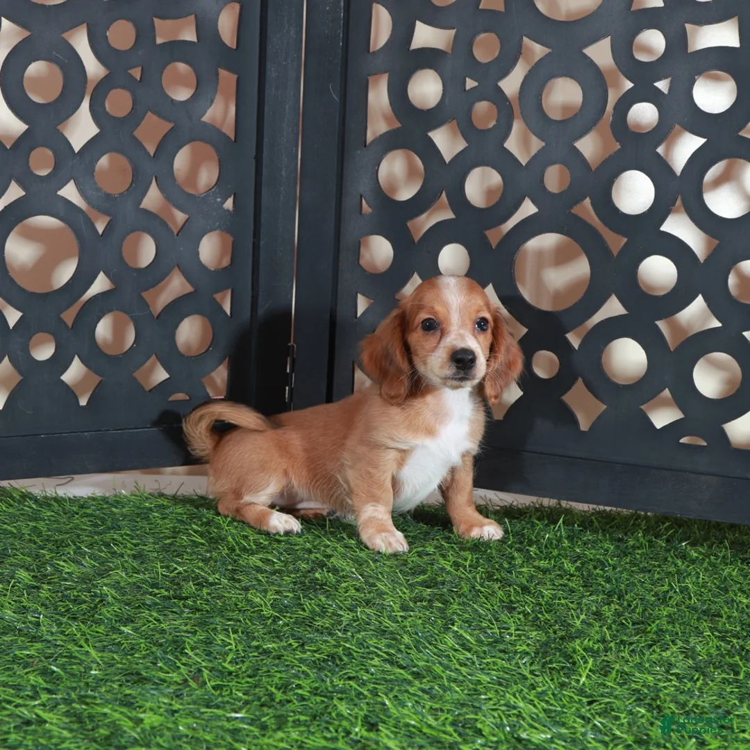 Miniature Dachshund dogs for sale: Jasmine Beautiful Red/white Mini Dachshund Puppy - Ad 4