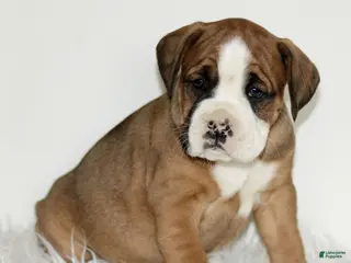 Mixed Breed dogs Dozer - Ad 38