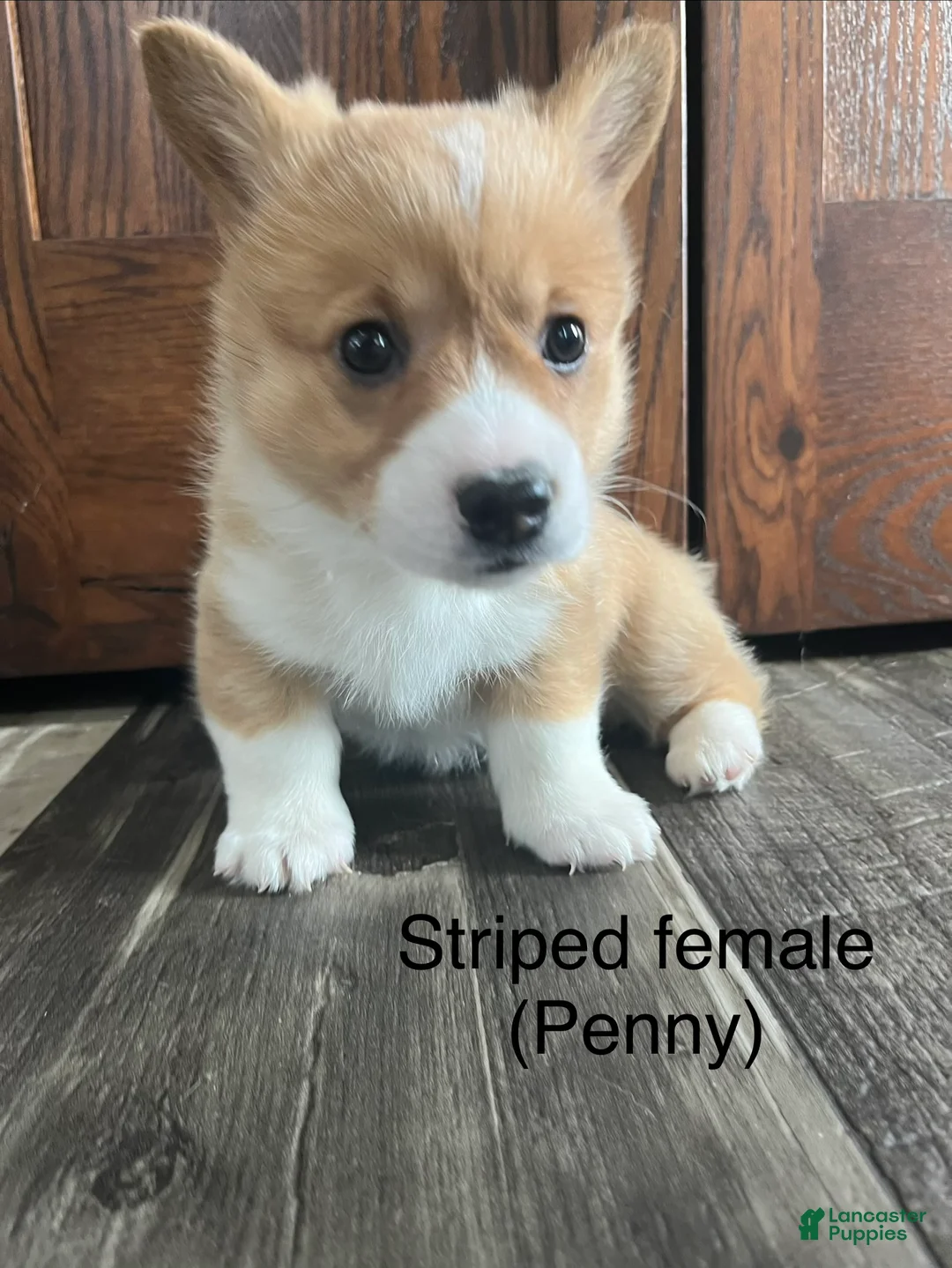 Welsh Corgi Pembroke dogs for sale: Welsh Corgi Pembroke Puppy 3 - Ad 7