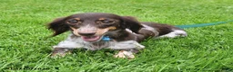 Miniature Dachshund dogs for sale: Butch - Ad 6