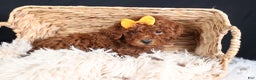 Miniature Poodle dogs for sale: BUDDY - Ad 16