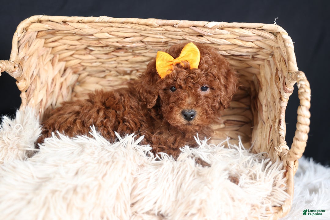 Miniature Poodle dogs for sale: BUDDY - Ad 16