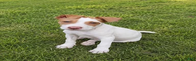 American Bulldog male
