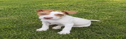 American Bulldog dogs for sale: American Bulldog male - Ad 1