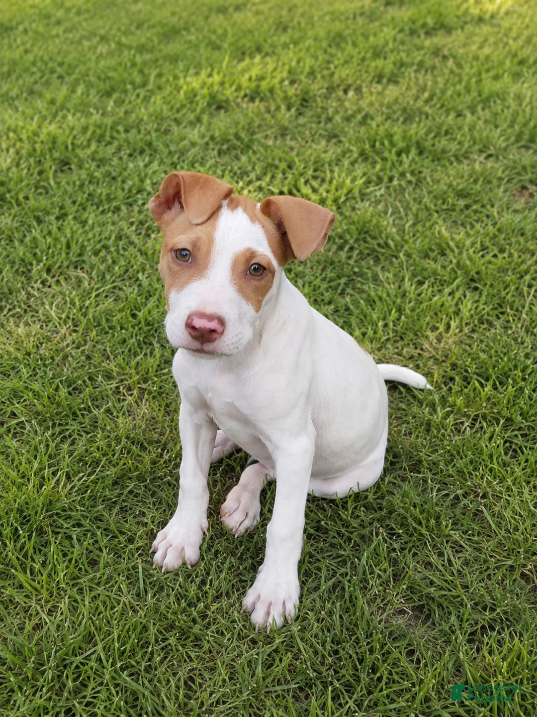 American Bulldog dogs for sale: American Bulldog male - Ad 1