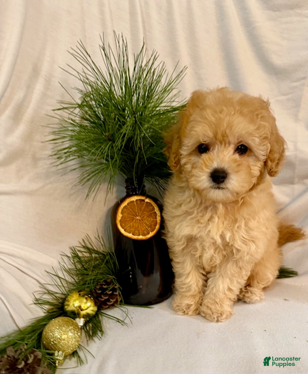 Toy Poodle dogs for sale: Gracie - Ad 4