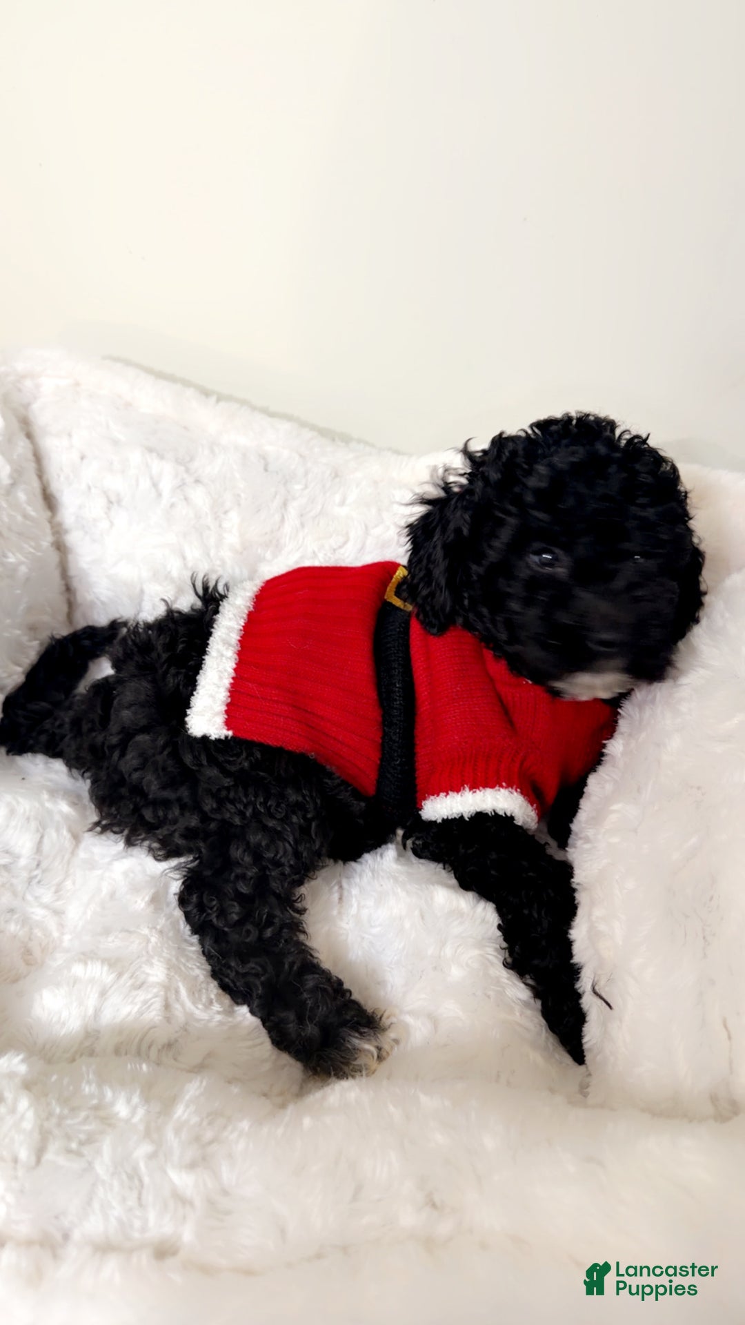 Maltipoo dogs for sale: Rex  - Ad 2