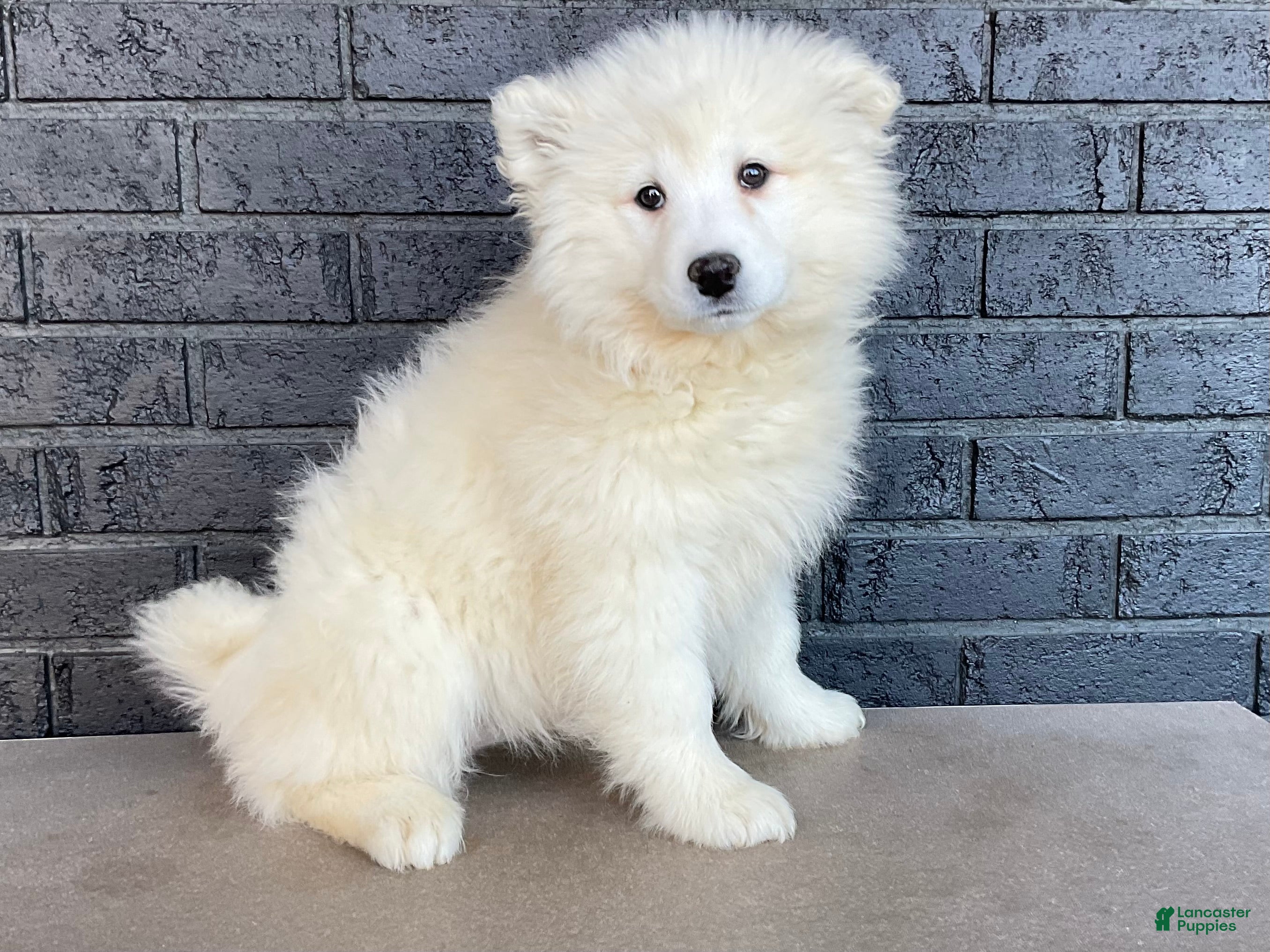 Samoyed dogs Sasha - Ad 1