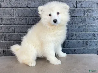 Samoyed dogs for sale: Sasha - Ad 1