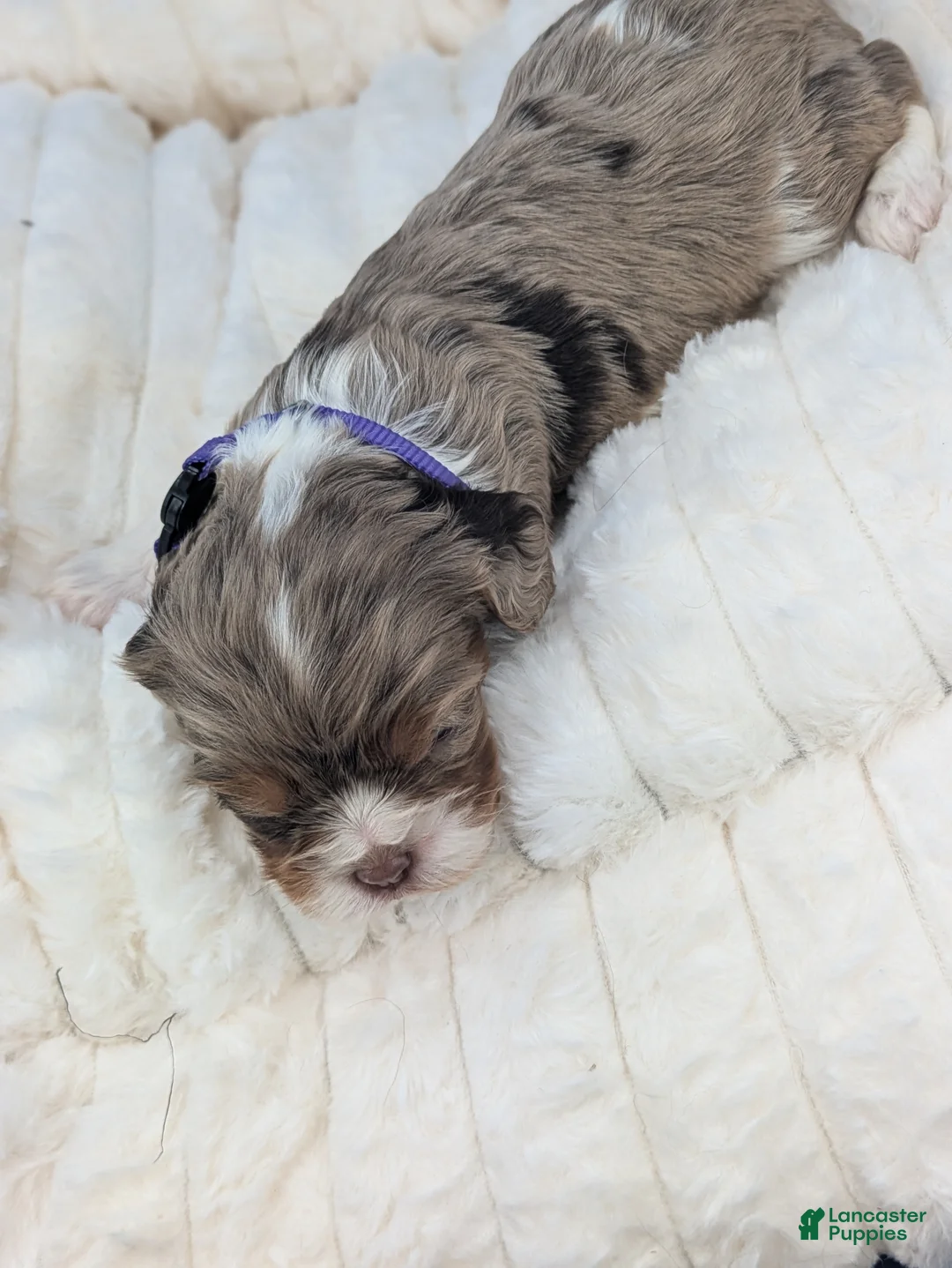 Cavalier King Charles Spaniel dogs for sale: Bellini  - Ad 2