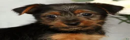 Yorkshire Terrier dogs for sale: Nolan - Ad 9