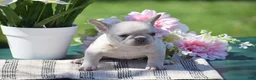French Bulldog dogs for sale: Sunflower - Ad 3