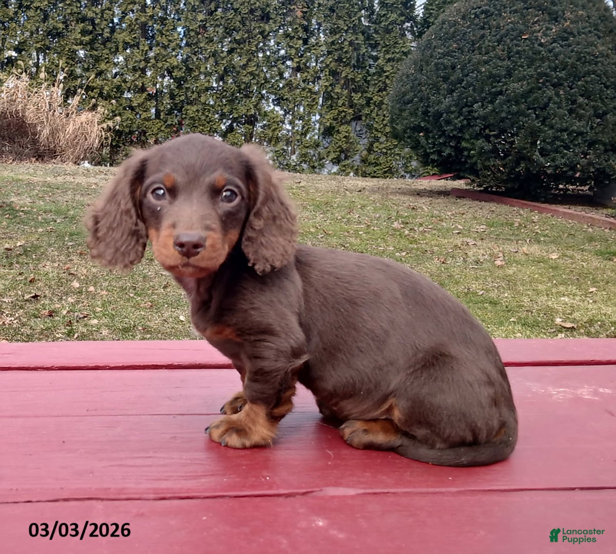 Miniature Dachshund dogs Hershey EXTRA SMALL - Ad 1