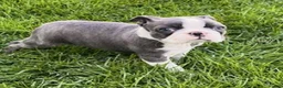 Boston Terrier dogs for sale: Bluey - Ad 3