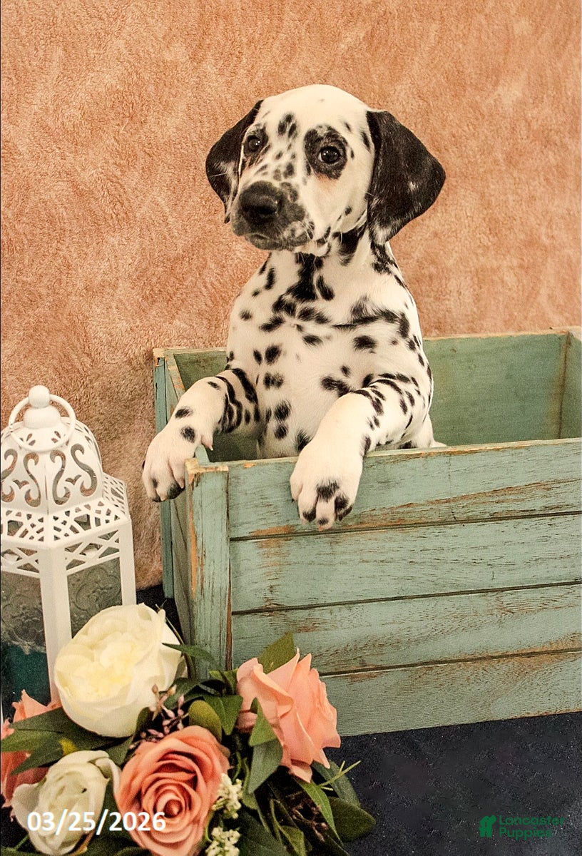 Dalmatian dogs Allie - Ad 2