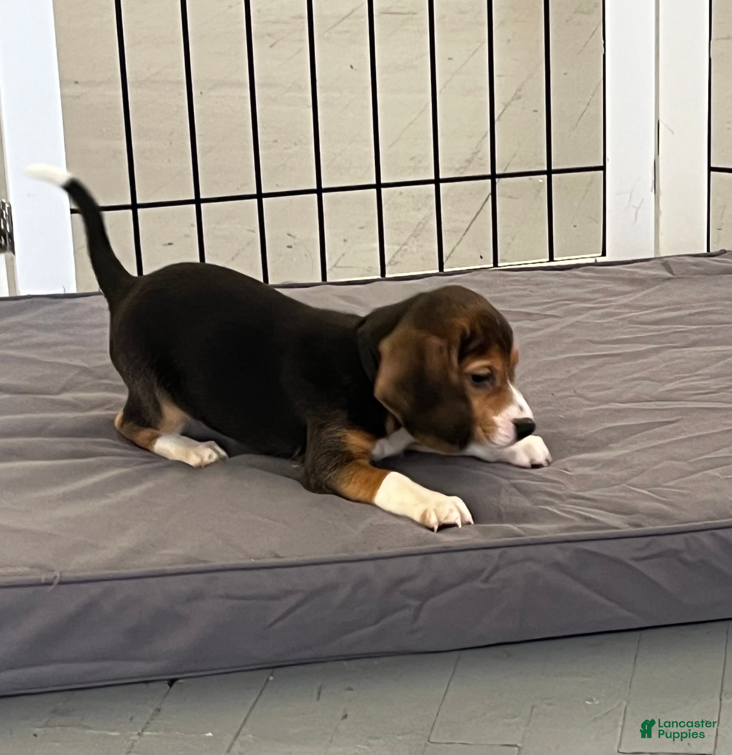 Beagle dogs Beagle Puppy 8 - Ad 1