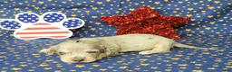Miniature Dachshund dogs for sale: AKC Lexi Dapple female - Ad 6