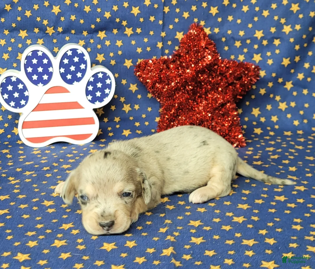 Miniature Dachshund dogs for sale: AKC Lexi Dapple female - Ad 6