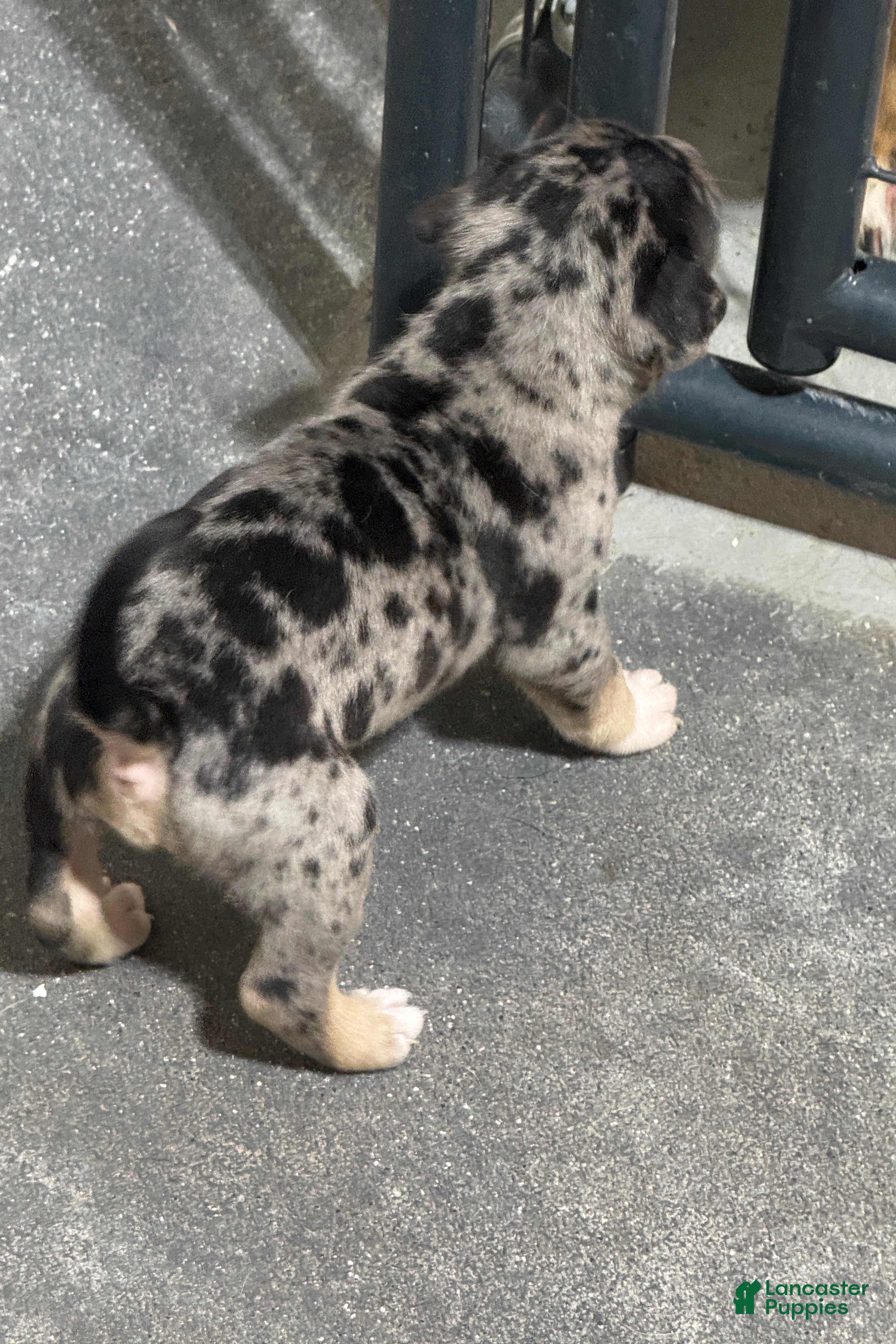 American Bully dogs Monopoly - Ad 2
