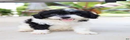 Cavapoo dogs for sale: Étouffée - Ad 9