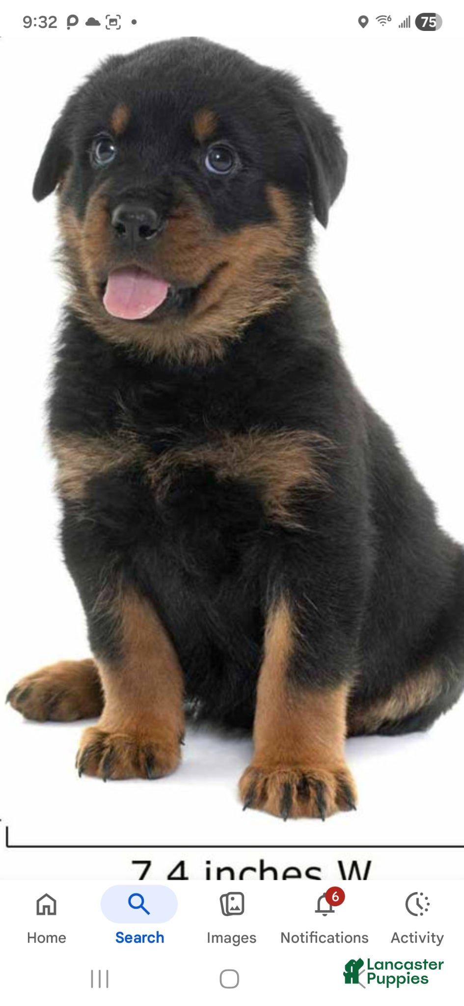 Rottweiler dogs Rottweiler Puppy 1 - Ad 1
