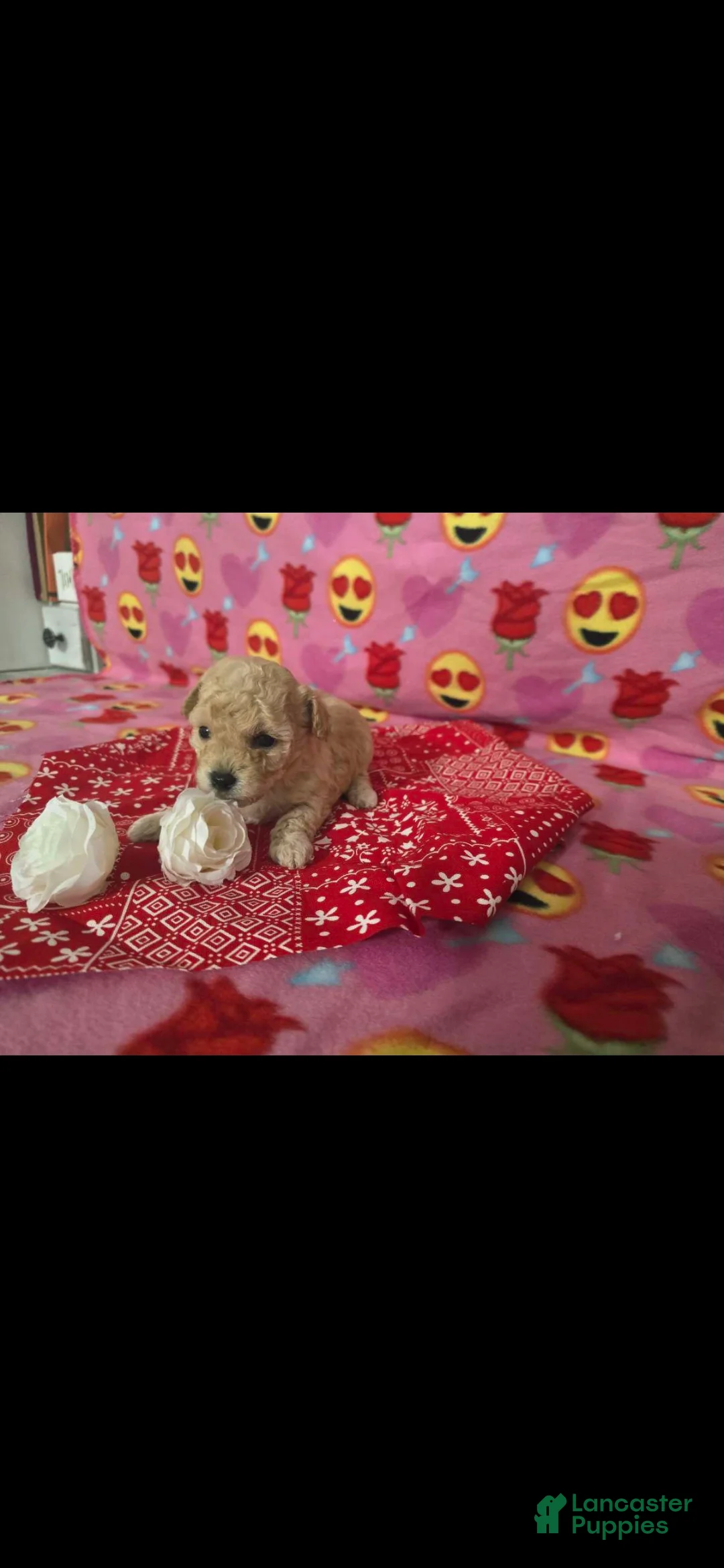 Toy Poodle dogs for sale: Toy Poodle Puppy 2 - Ad 3